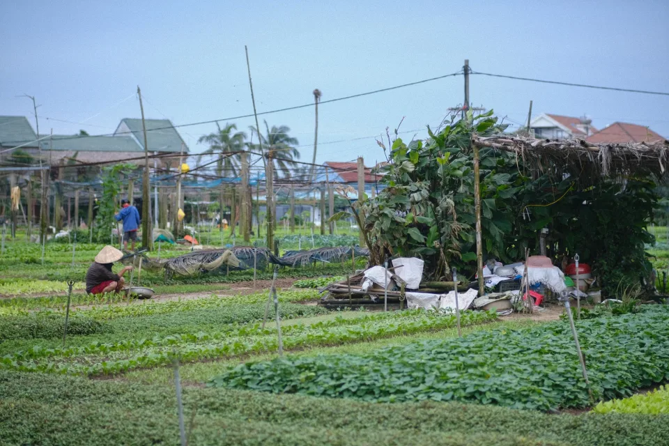 Thu hoạch buổi sáng